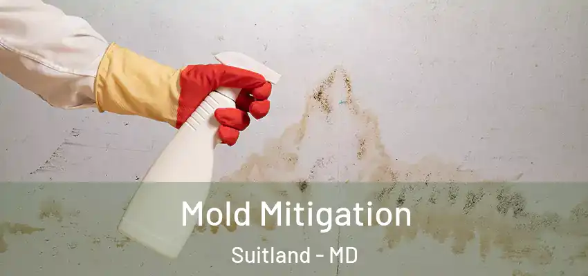 Mold Mitigation Suitland - MD