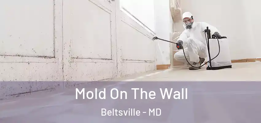  Mold On The Wall Beltsville - MD