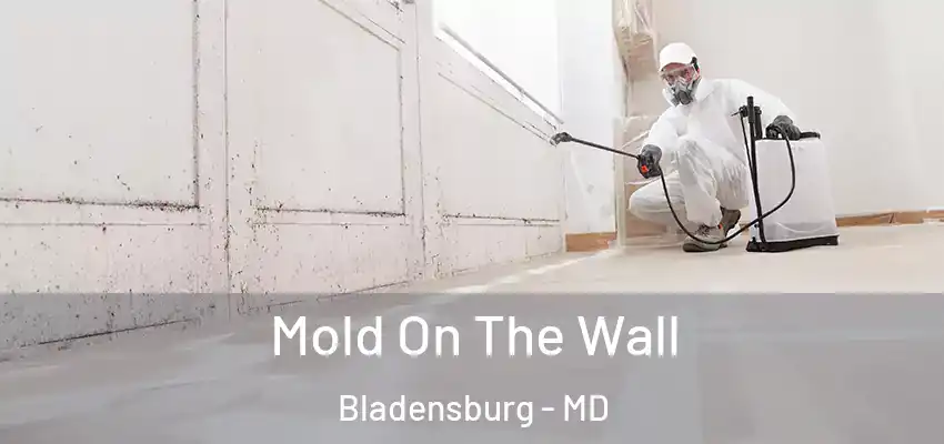  Mold On The Wall Bladensburg - MD