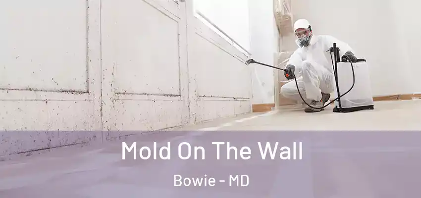  Mold On The Wall Bowie - MD