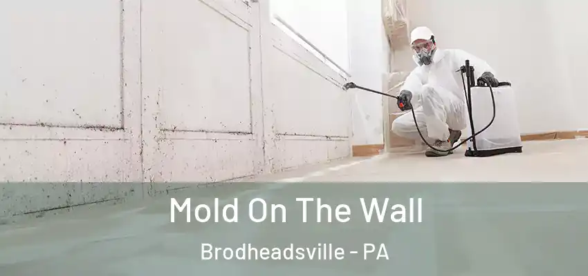 Mold On The Wall Brodheadsville - PA