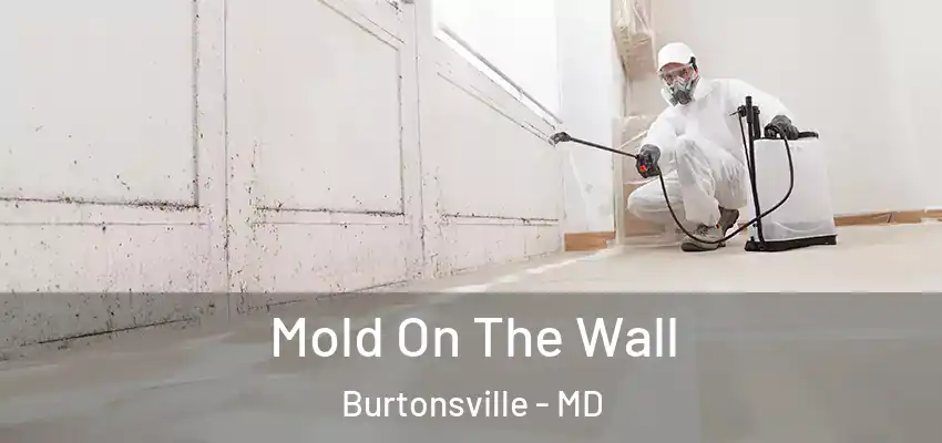  Mold On The Wall Burtonsville - MD