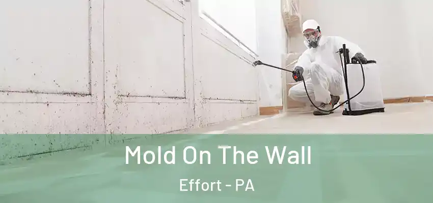 Mold On The Wall Effort - PA