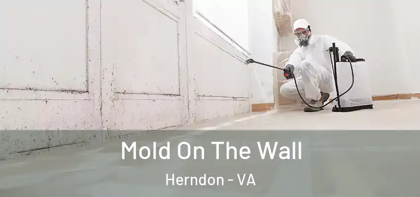  Mold On The Wall Herndon - VA