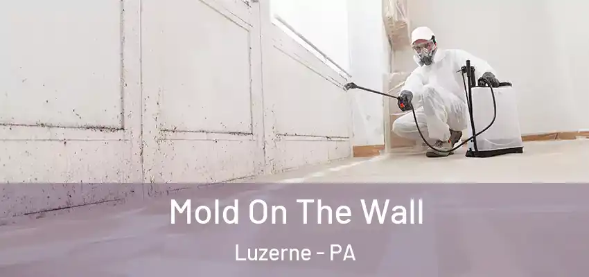  Mold On The Wall Luzerne - PA