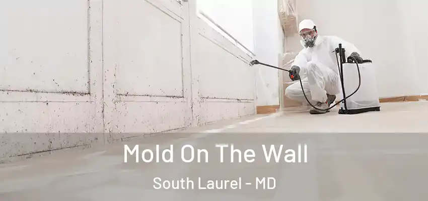Mold On The Wall South Laurel - MD