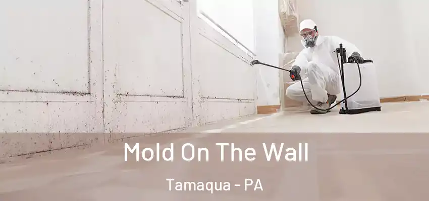  Mold On The Wall Tamaqua - PA