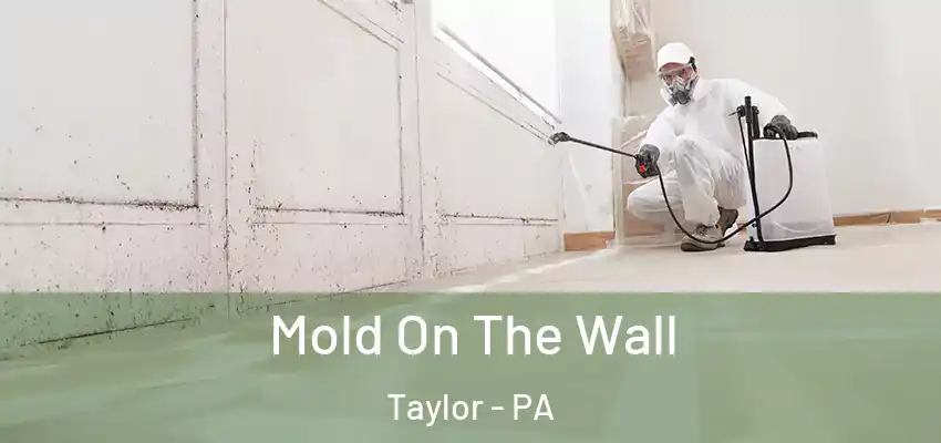  Mold On The Wall Taylor - PA