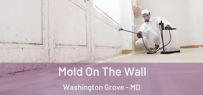 Mold On The Wall Washington Grove - MD