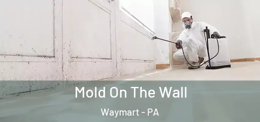 Mold On The Wall Waymart - PA