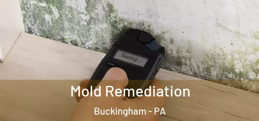 Mold Remediation Buckingham - PA