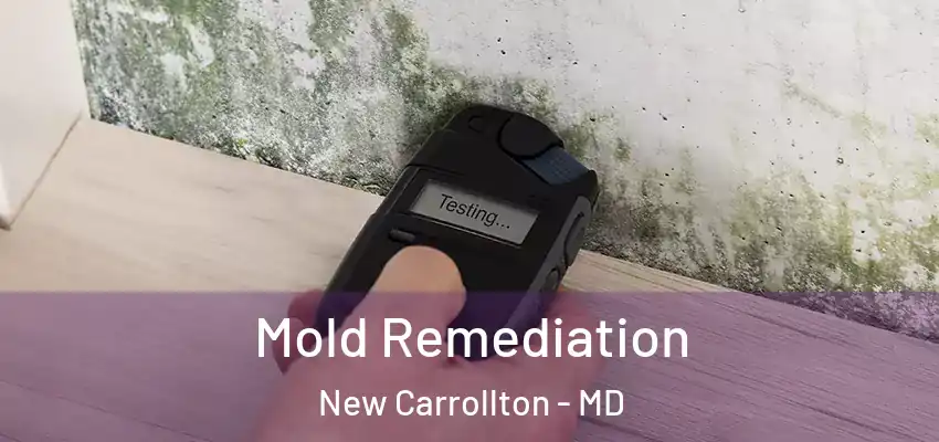  Mold Remediation New Carrollton - MD