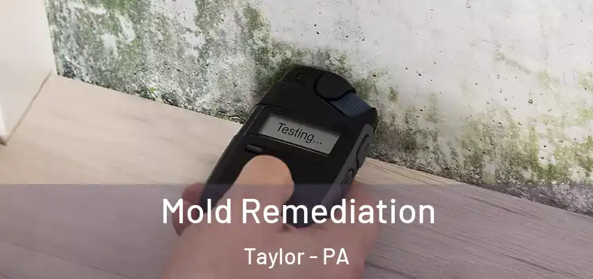 Mold Remediation Taylor - PA