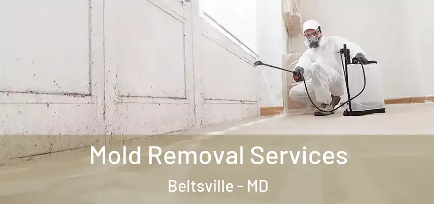  Mold Removal Services Beltsville - MD