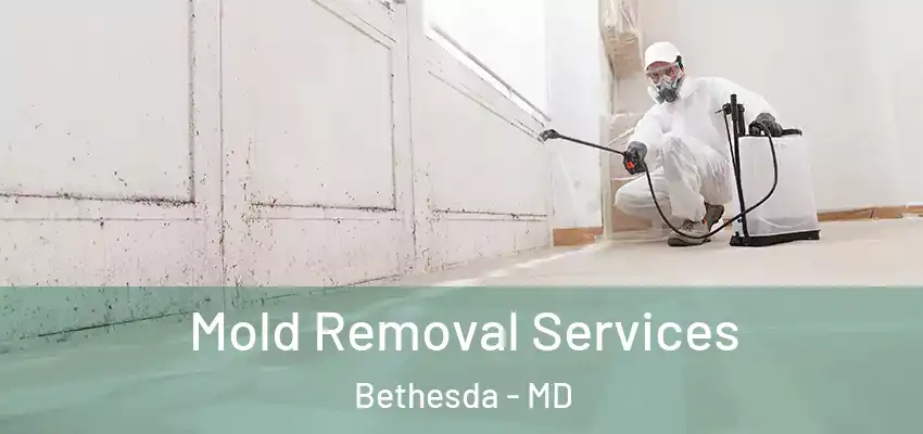  Mold Removal Services Bethesda - MD