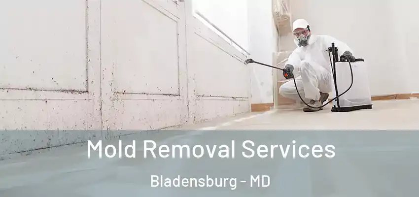  Mold Removal Services Bladensburg - MD