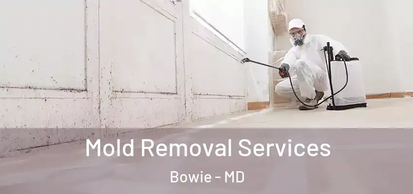  Mold Removal Services Bowie - MD