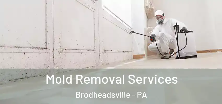  Mold Removal Services Brodheadsville - PA