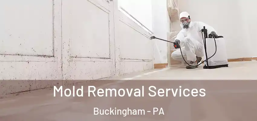 Mold Removal Services Buckingham - PA