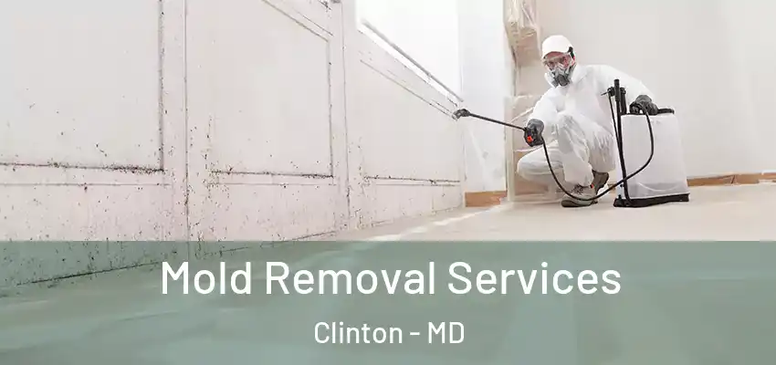  Mold Removal Services Clinton - MD