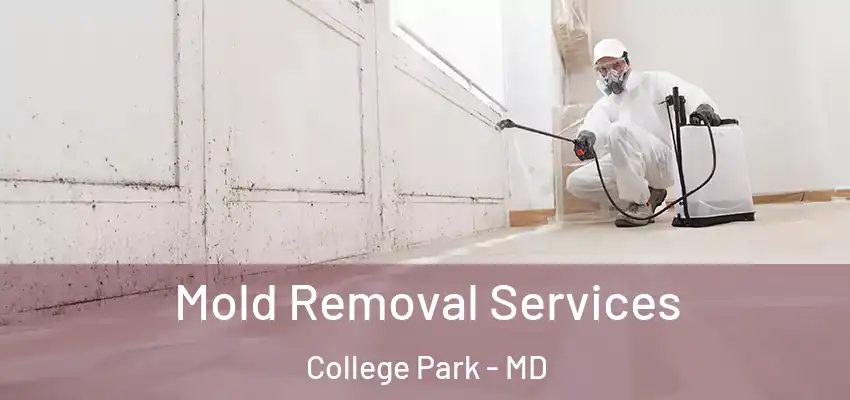 Mold Removal Services College Park - MD