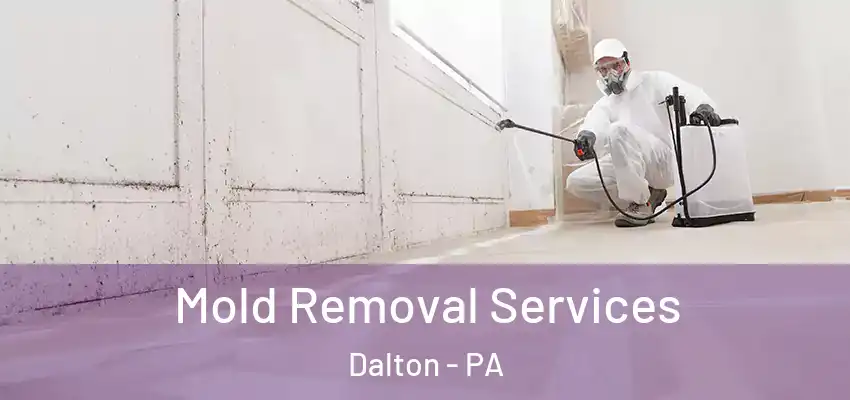  Mold Removal Services Dalton - PA