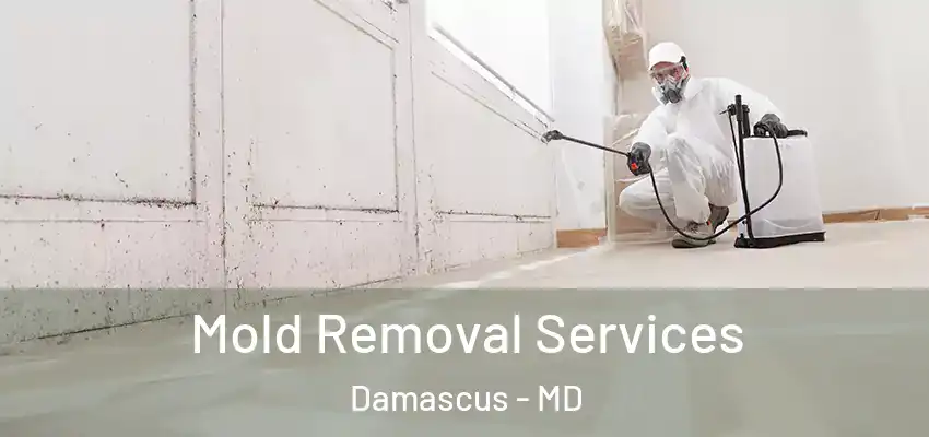  Mold Removal Services Damascus - MD