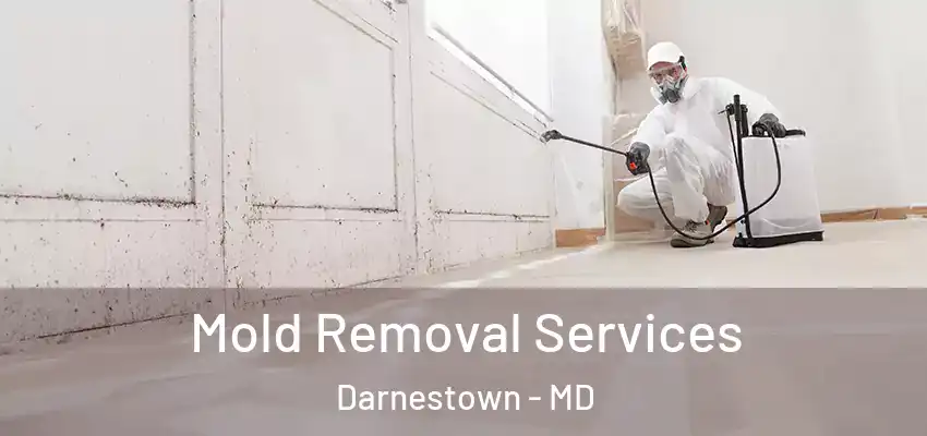 Mold Removal Services Darnestown - MD