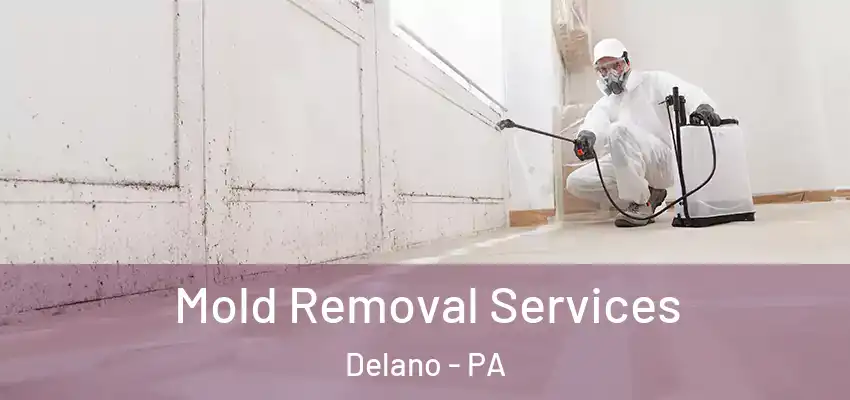 Mold Removal Services Delano - PA