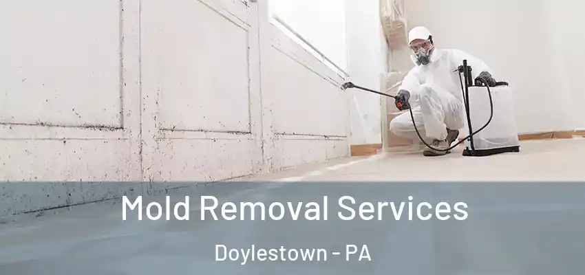 Mold Removal Services Doylestown - PA