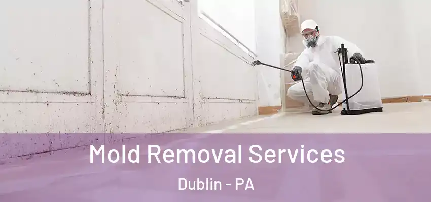 Mold Removal Services Dublin - PA
