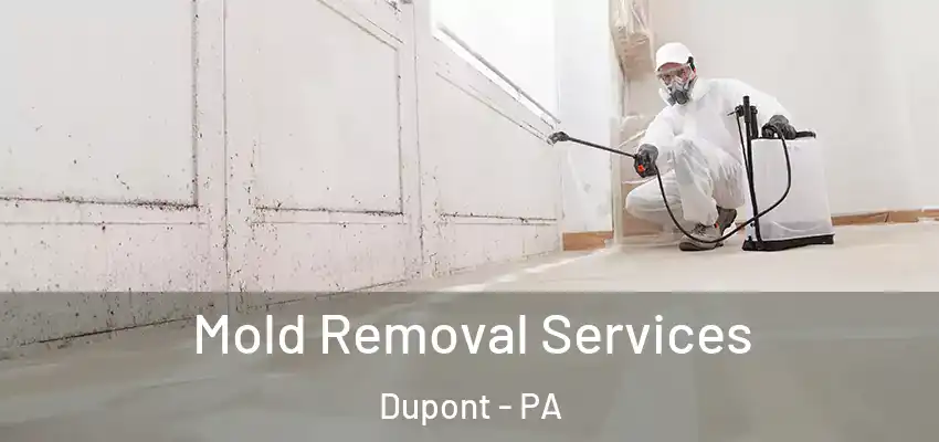 Mold Removal Services Dupont - PA