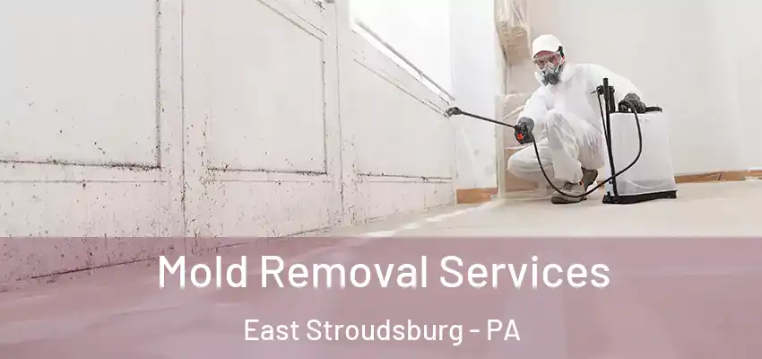 Mold Removal Services East Stroudsburg - PA