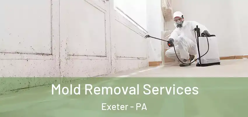 Mold Removal Services Exeter - PA