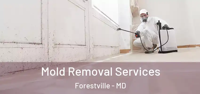 Mold Removal Services Forestville - MD
