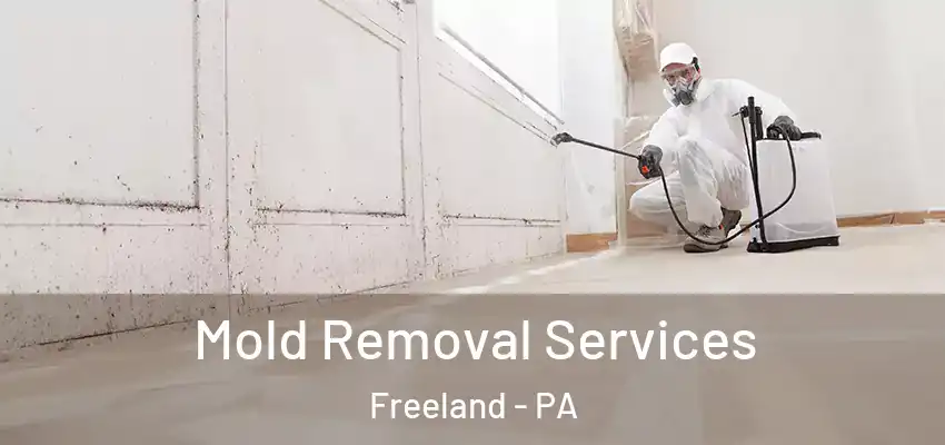 Mold Removal Services Freeland - PA