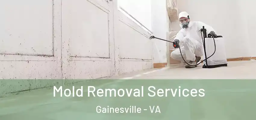 Mold Removal Services Gainesville - VA