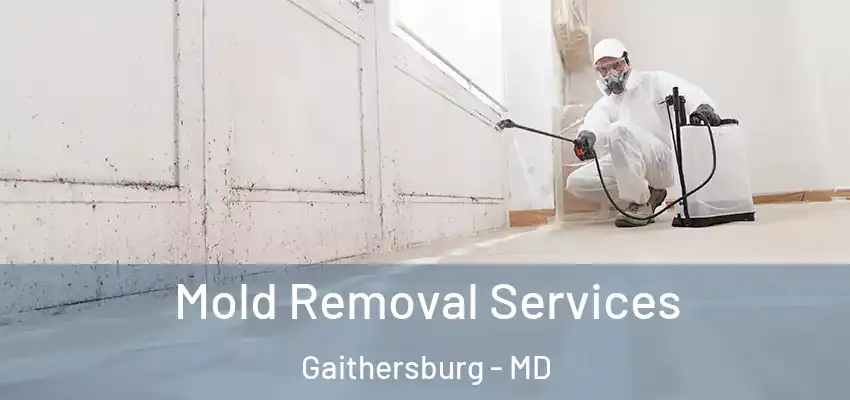 Mold Removal Services Gaithersburg - MD