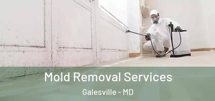 Mold Removal Services Galesville - MD