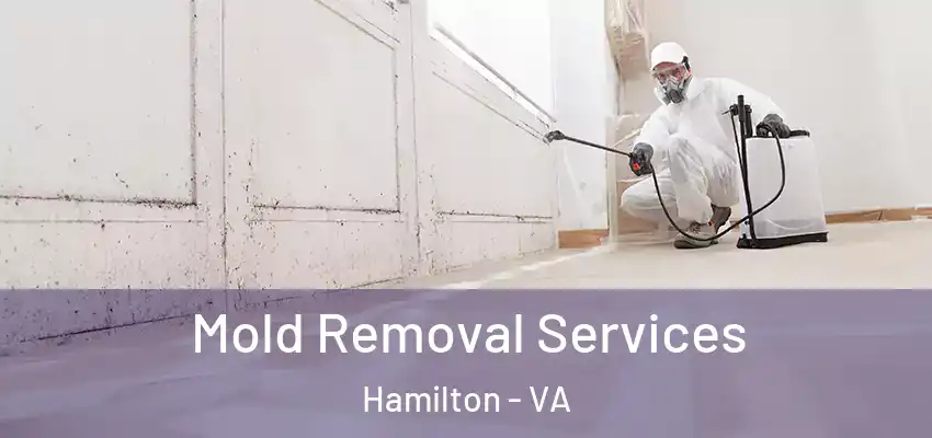 Mold Removal Services Hamilton - VA