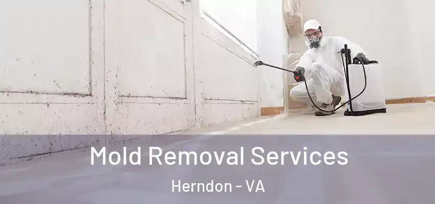 Mold Removal Services Herndon - VA