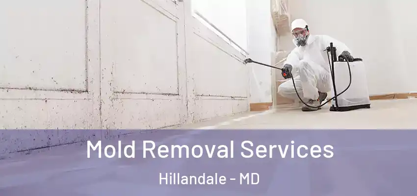 Mold Removal Services Hillandale - MD