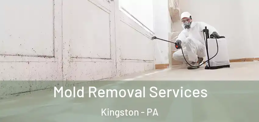 Mold Removal Services Kingston - PA