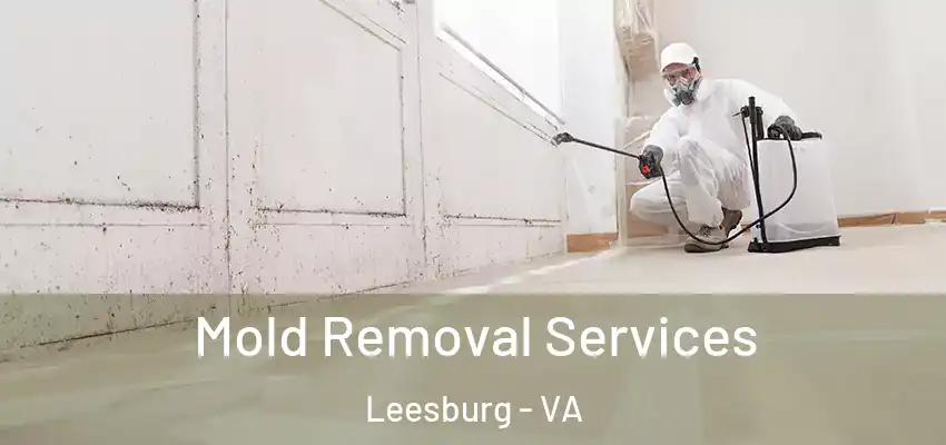 Mold Removal Services Leesburg - VA
