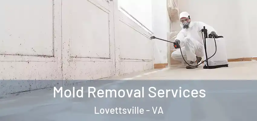  Mold Removal Services Lovettsville - VA