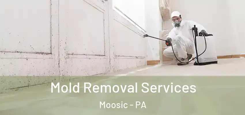 Mold Removal Services Moosic - PA