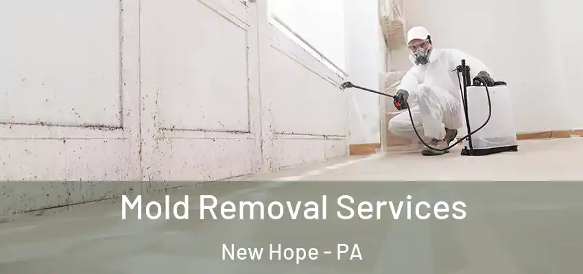 Mold Removal Services New Hope - PA