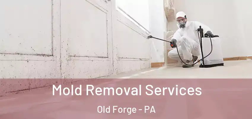 Mold Removal Services Old Forge - PA