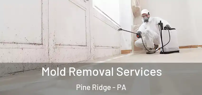 Mold Removal Services Pine Ridge - PA