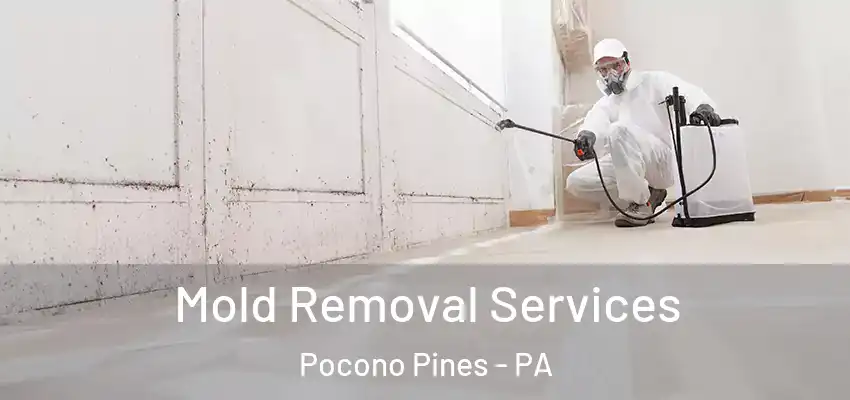 Mold Removal Services Pocono Pines - PA